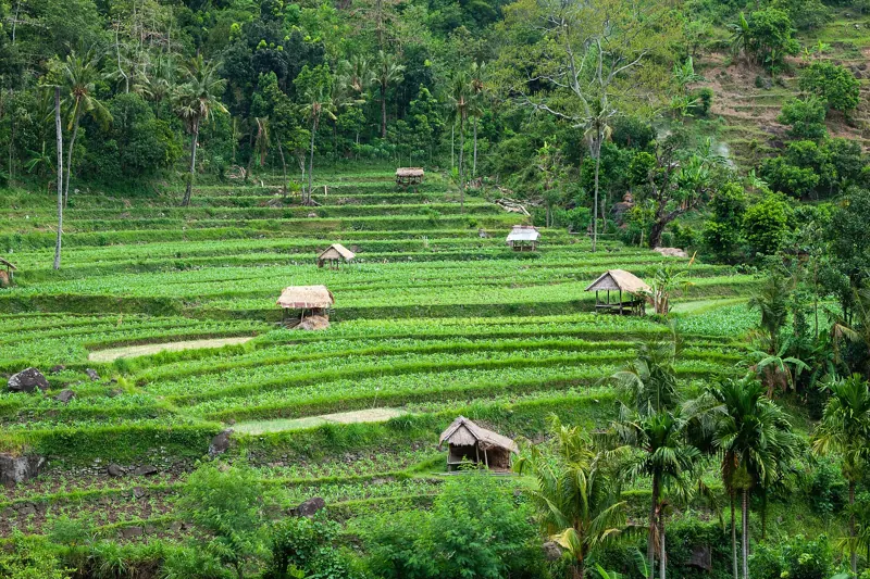 Green rice terraces stepping down a Bali hillside
