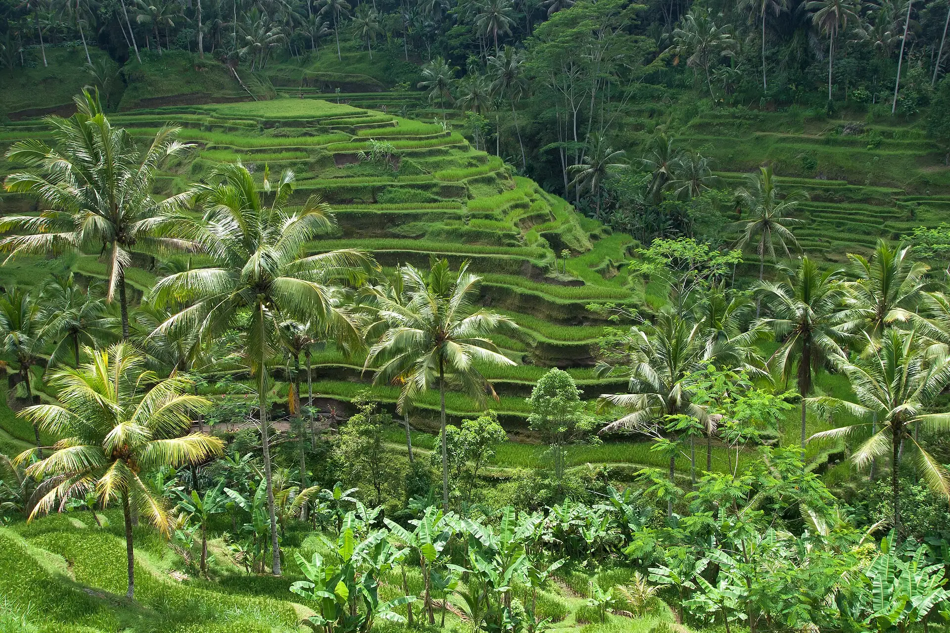 Green rice terraces and palm trees at Tegallalang, Bali