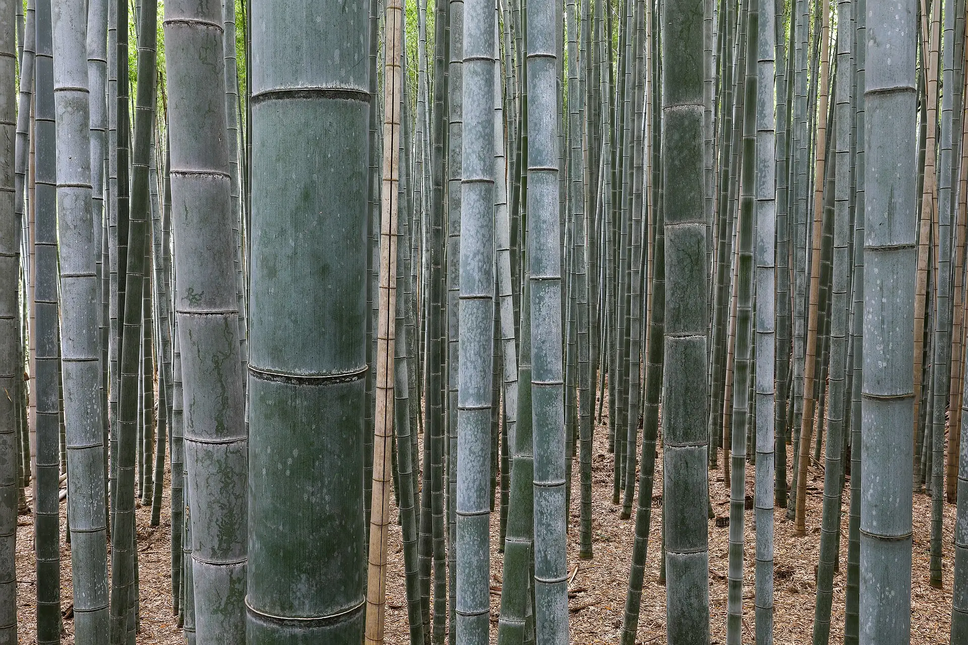 Tall green bamboo at the Arashiyama bamboo grove